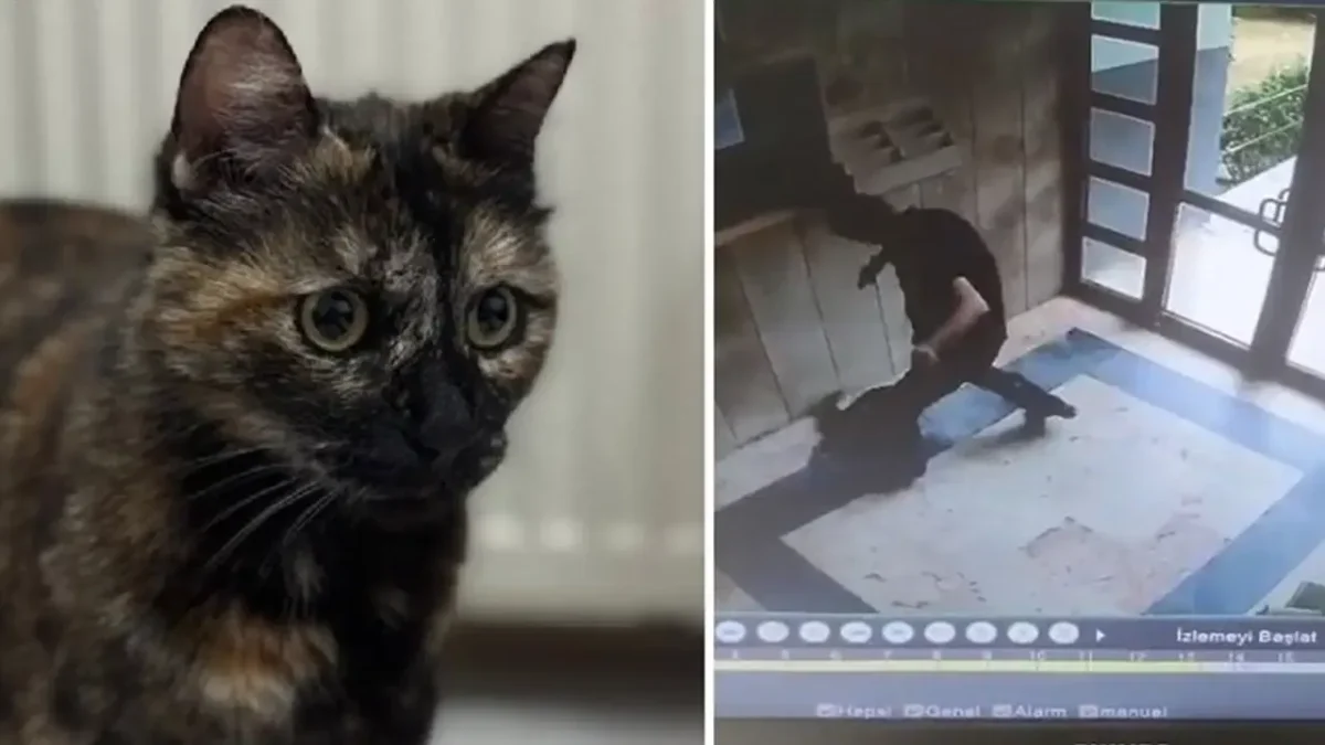 İşkence edilerek katledilmişti: Kedi Cezve’nin katilinin cezası belli oldu! İşkence edilerek katledilmişti: Kedi Cezve’nin katilinin cezası belli oldu!