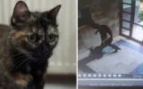 İşkence edilerek katledilmişti: Kedi Cezve’nin katilinin cezası belli oldu! İşkence edilerek katledilmişti: Kedi Cezve’nin katilinin cezası belli oldu!