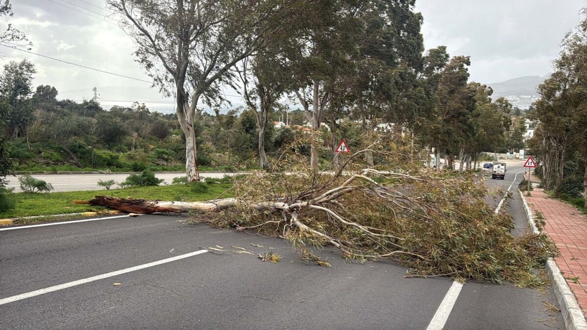 Bodrum’u fırtına vurdu: Ağaçlar devrildi, motoryat karaya oturdu Bodrum’u fırtına vurdu: Ağaçlar devrildi, motoryat karaya oturdu