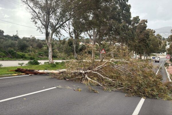 Bodrum’u fırtına vurdu: Ağaçlar devrildi, motoryat...