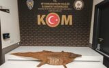 Afyonkarahisar’da timsah derisi ele geçirildi