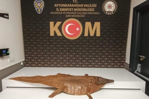 Afyonkarahisar’da timsah derisi ele geçirild...