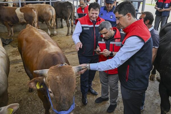 Kurban Bayramı öncesi 4 milyonu aşkın hayvan denet... Kurban Bayramı öncesi 4 milyonu aşkın hayvan denet...