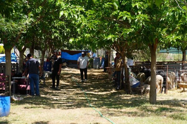 Seferihisar’dan Kurban Bayramı’nda dayanışma... Seferihisar’dan Kurban Bayramı’nda dayanışma...