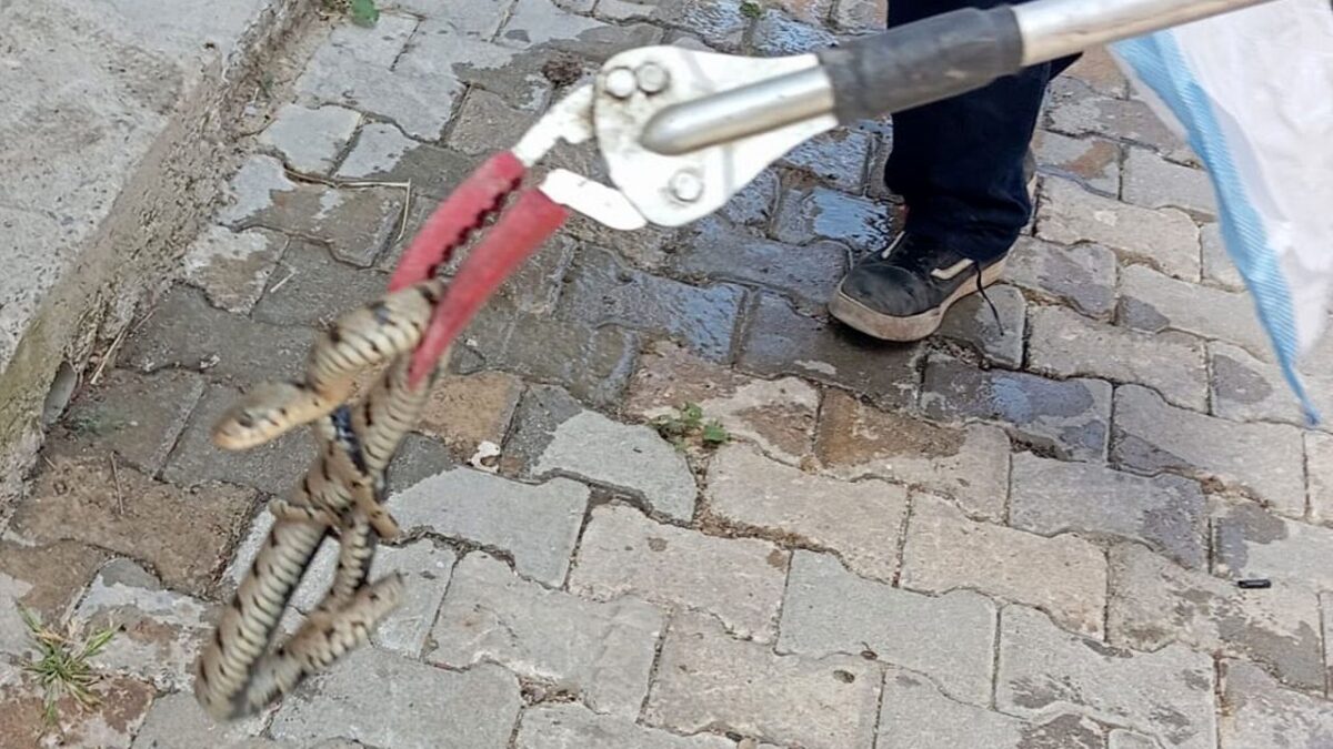 Evde yılan alarmı: İtfaiye devreye girdi Evde yılan alarmı: İtfaiye devreye girdi