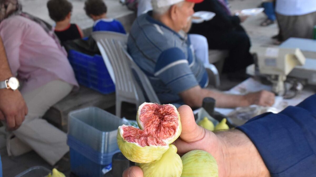 Bardacık incirinde rekolte yüz güldürdü!