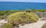 Çeşme’de denize sıfır özel plan askıda! Çeşme’de denize sıfır özel plan askıda!